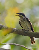 Malabar-Woodshrike-(Tephrodornis-sylvicola)02