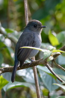 Nilgiri-flycatcher-(Eumyias-albicaudatus)02 (1)