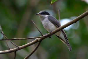Malabar-Woodshrike-(Tephrodornis-sylvicola)01
