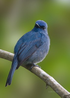 Nilgiri-flycatcher-(Eumyias-albicaudatus)04