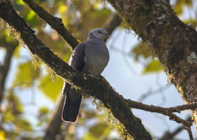 Nilgiri-Woodpigeon-(Columba-elphinstonii)