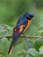 Orange-Minivet-(Pericrocotus-flammeus)02 (1)