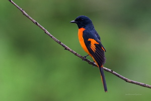 Orange-Minivet-(Pericrocotus-flammeus)01 (1)