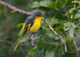 Orange-Minivet-(Pericrocotus-flammeus)03