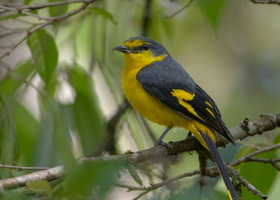 Orange-Minivet-(Pericrocotus-flammeus)04 (1)