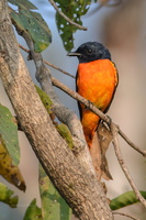 Orange-Minivet-(Pericrocotus-flammeus)05