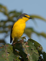 Orange-Minivet-(Pericrocotus-flammeus)06
