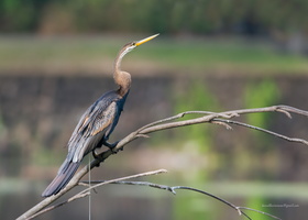 Oriental-Darter-(Anhinga-melanogaster)02