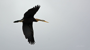 Oriental-Darter-(Anhinga-melanogaster)01 (1)