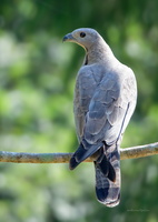 Oriental-Honey-Buzzard-(Pernis-ptilorhynchus)01 (1)