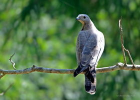 Oriental-Honey-Buzzard-(Pernis-ptilorhynchus) (1)