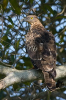 Oriental-Honey-Buzzard-(Pernis-ptilorhynchus)02