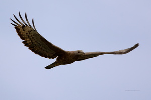 Oriental-Honey-Buzzard-(Pernis-ptilorhynchus)03