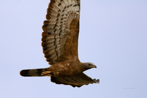 Oriental-Honey-Buzzard-(Pernis-ptilorhynchus)05