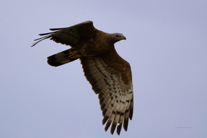 Oriental-Honey-Buzzard-(Pernis-ptilorhynchus)04
