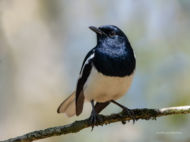 Oriental-Magpie-robin-(Copsychus-saularis)01