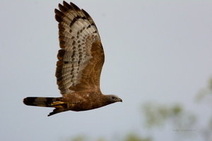 Oriental-Honey-Buzzard-(Pernis-ptilorhynchus)06