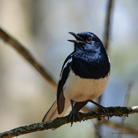 Oriental-Magpie-robin-(Copsychus-saularis)02