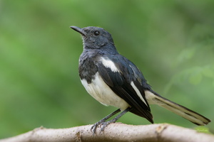 Oriental-Magpie-robin-(Copsychus-saularis)03