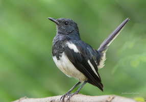 Oriental-Magpie-robin-(Copsychus-saularis)04