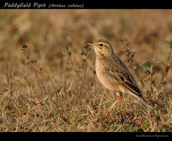 Paddyfield-Pipit-(Anthus-rufulus)