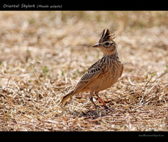 Oriental-Skylark-(Alauda-gulgula)