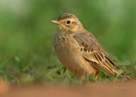 Paddyfield-Pipit-(Anthus-rufulus)01