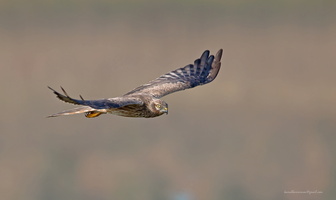 Pallid-Harrier
