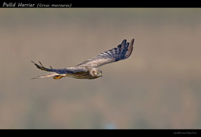 Pallid-Harrier-(Circus-macrourus)-1