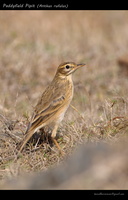 Paddyfield-Pipit-(Anthus-rufulus)-1