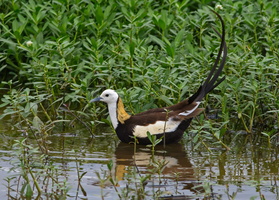Pheasant-tailed-Jacana-(Hydrophasianus-chirurgus)01