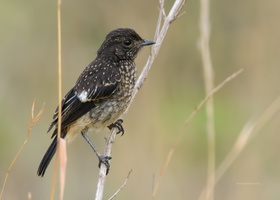 Pied-Bushchat-(Saxicola-caprata)04