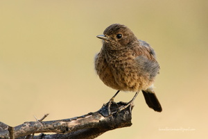 Pied-Bushchat-(Saxicola-caprata)02