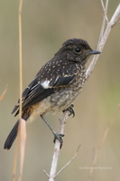 Pied-Bushchat-(Saxicola-caprata)05