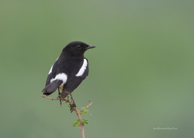 Pied-Bushchat-(Saxicola-caprata)07