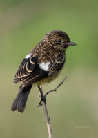 Pied-Bushchat-(Saxicola-caprata)09