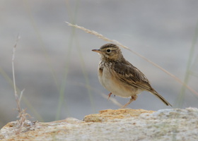 pipit-id