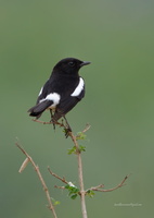Pied-Bushchat-(Saxicola-caprata)08