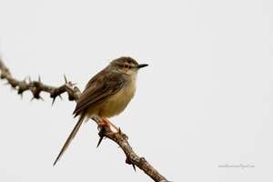 Plain-Prinia-(Prinia-inornata)02