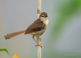 Plain-Prinia-(Prinia-inornata)01