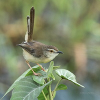 Plain-Prinia-(Prinia-inornata)03