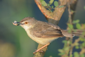 Plain-Prinia-(Prinia-inornata)04