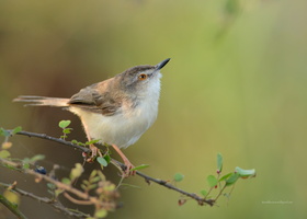 Plain-Prinia-(Prinia-inornata)08