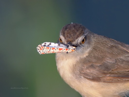 Plain-Prinia-(Prinia-inornata)05