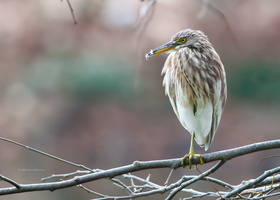 Pond-Heron-(Ardeola-grayii)