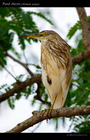 Pond-Heron-(Ardeola-grayii)01