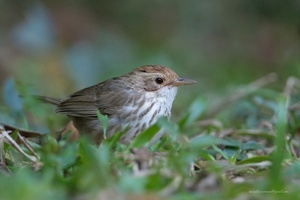 Puff-throated-Babbler-(Pellorneum-ruficeps)01