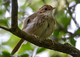 Puff-throated-Babbler-(Pellorneum-ruficeps)02