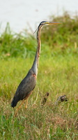 Purple-Heron-(Ardea-purpurea)01