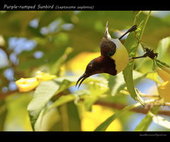 Purple-rumped-Sunbird-(Leptocoma-zeylonica)1